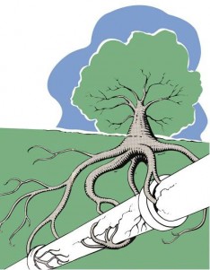 Tree_roots_in_pipe.JPG