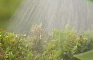 Water_rain_on_lawn.jpg