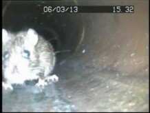 another_rat_in_drain.jpg